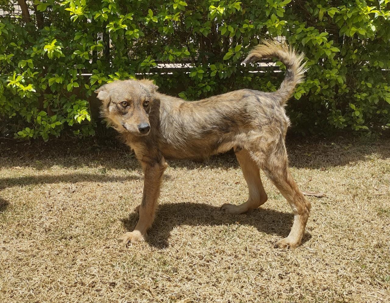 #PraCegoVer: Fotografia do cachorro Elton John. Ele é todo marrom.